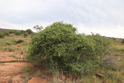 Vangueria parvifolia, photographed by Tony Rebelo
