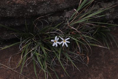 Xerophyta schlechteri, photographed by Tony Rebelo
