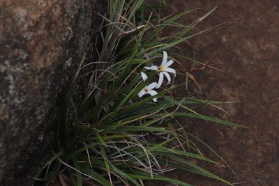 Xerophyta schlechteri, photographed by Tony Rebelo