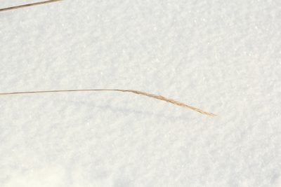 Elymus gmelinii, photographed by Nina Filippova