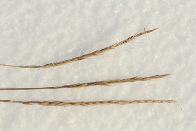 Elymus gmelinii, photographed by Nina Filippova