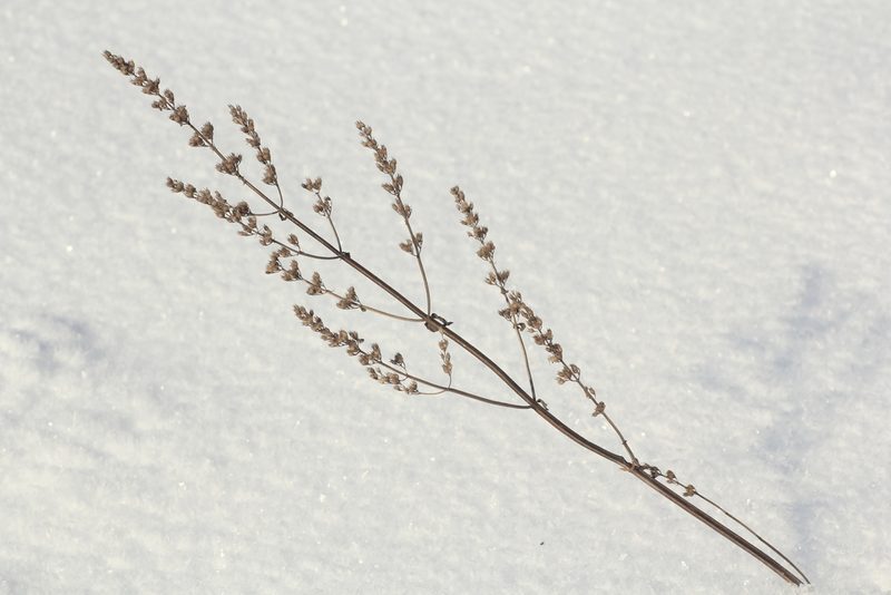 Salvia deserta, photographed by Nina Filippova