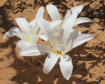 Apodolirion macowanii, photographed by Nicola van Berkel