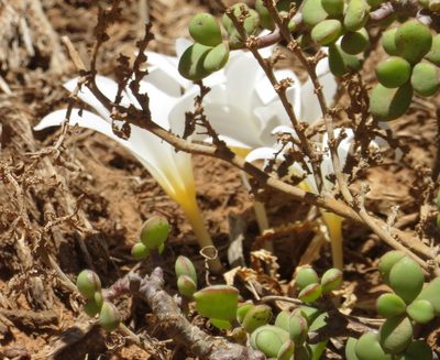 Apodolirion macowanii, photographed by Nicola van Berkel