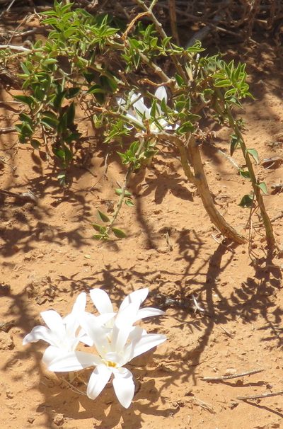 Apodolirion macowanii, photographed by Nicola van Berkel