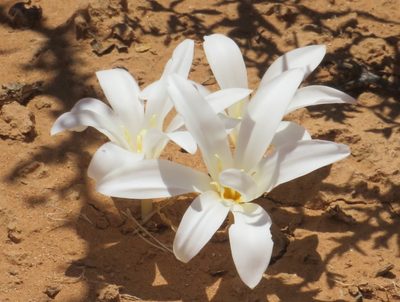 Apodolirion macowanii, photographed by Nicola van Berkel