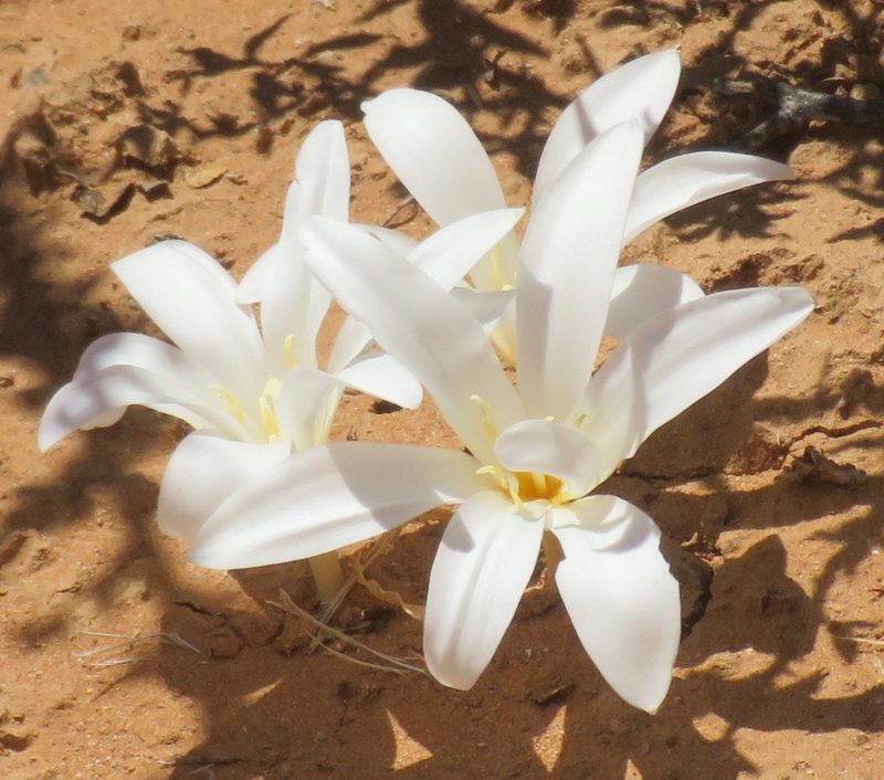 Apodolirion macowanii, photographed by Nicola van Berkel