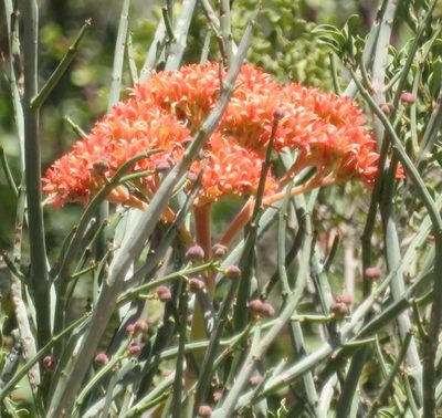 Crassula perfoliata, photographed by Nicola van Berkel