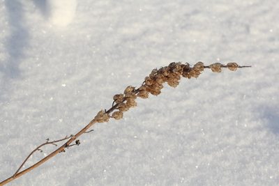 Aconitum barbatum, photographed by Nina Filippova
