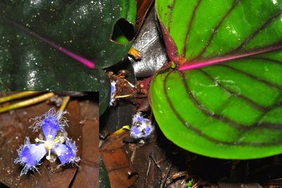 Geogenanthus ciliatus, photographed by Pavel Kirillov