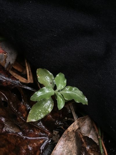Microchilus querceticola, photographed by Brandon Corder