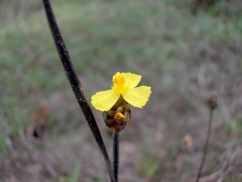 Xyris indica, photographed by Dmitriy Bochkov