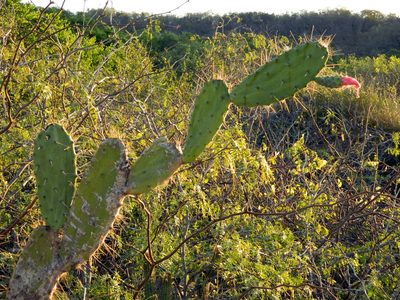 Opuntia karwinskiana, photographed by Louis Imbeau