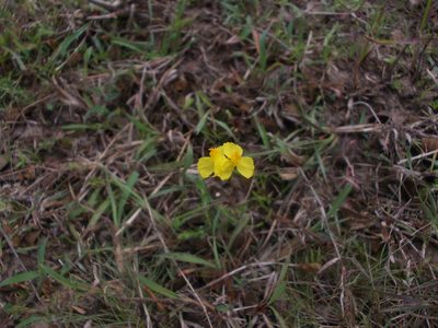 Xyris indica, photographed by Dmitriy Bochkov