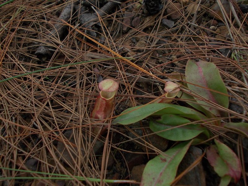 Nepenthes smilesii, photographed by Dmitriy Bochkov