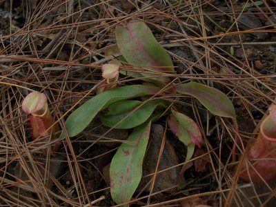 Nepenthes smilesii, photographed by Dmitriy Bochkov
