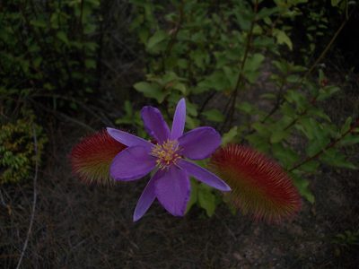 Clappertonia ficifolia, photographed by Dmitriy Bochkov