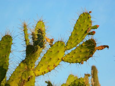 Opuntia karwinskiana, photographed by Louis Imbeau