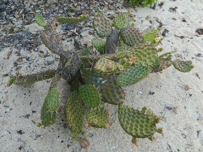 Opuntia decumbens, photographed by Louis Imbeau