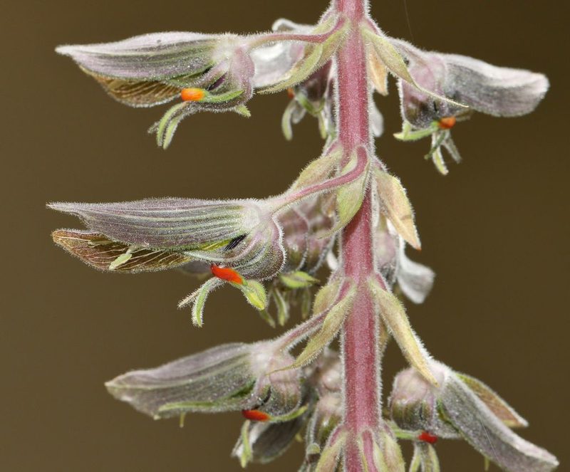 Melianthus villosus, photographed by Alan Manson