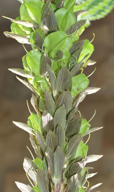 Melianthus villosus, photographed by Alan Manson