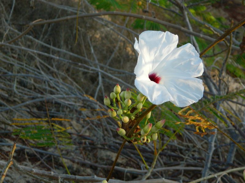 Ipomoea populina, photographed by Louis Imbeau