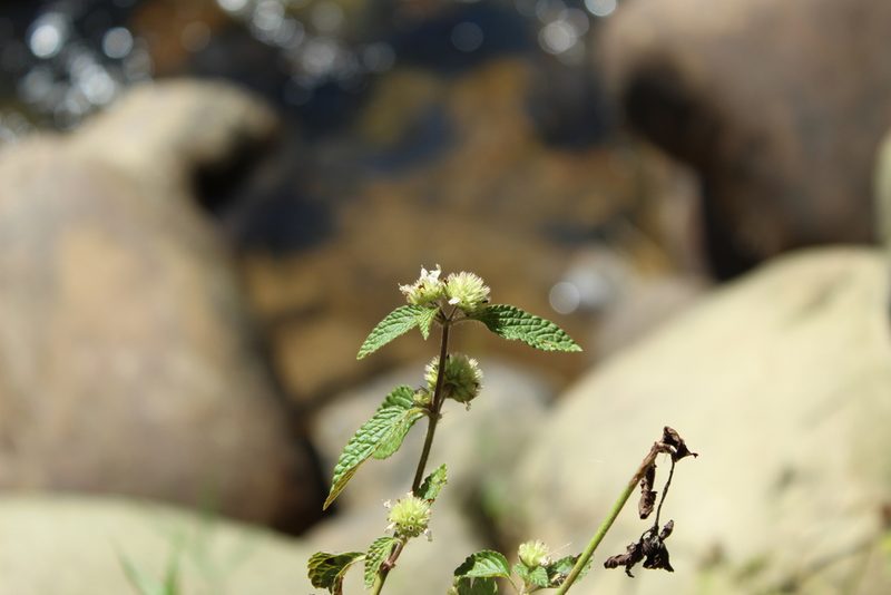 Hyptis atrorubens, photographed by Andrés Ramírez-Barrera