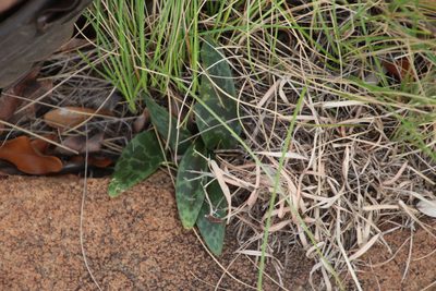 Drimiopsis burkei, photographed by Tony Rebelo
