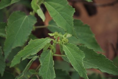Triumfetta pilosa, photographed by Tony Rebelo