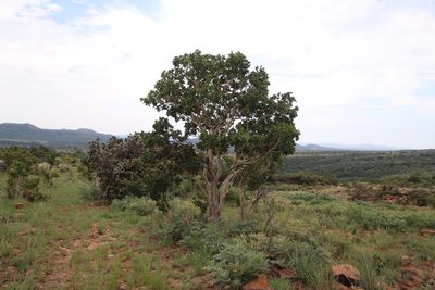 Ochna pulchra, photographed by Tony Rebelo