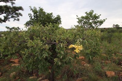 Lannea discolor, photographed by Tony Rebelo