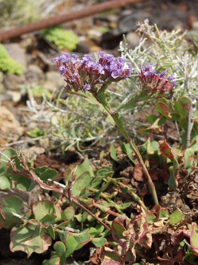 Limonium imbricatum, photographed by Ina Siebert