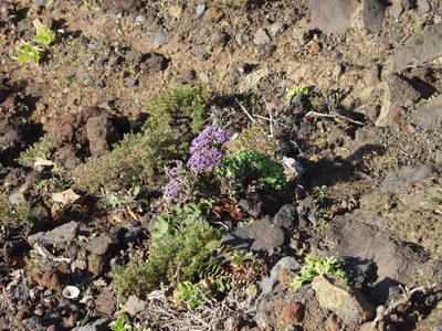 Limonium imbricatum, photographed by Ina Siebert