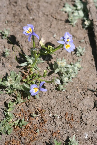 Downingia bacigalupii, photographed by runcator