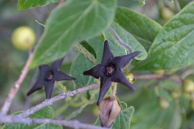 Polystemma pilosum, photographed by Leonardo O. Alvarado Cárdenas