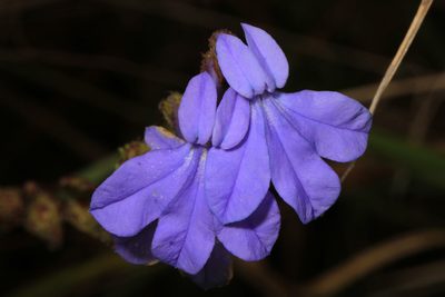 Lobelia glandulosa, photographed by Judy Gallagher