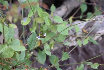 Plumbago pulchella, photographed by Leonardo O. Alvarado Cárdenas