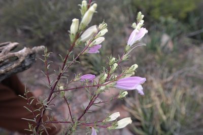 Lamourouxia dasyantha, photographed by Leonardo O. Alvarado Cárdenas
