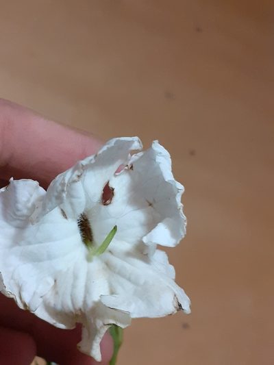 Escobedia grandiflora, photographed by Ignacio Moreira-Corral