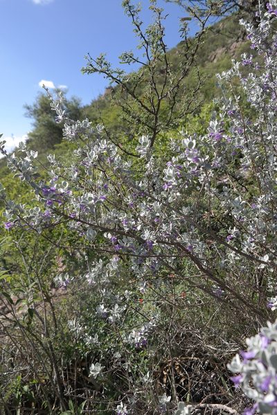 Leucophyllum ambiguum, photographed by Leonardo O. Alvarado Cárdenas