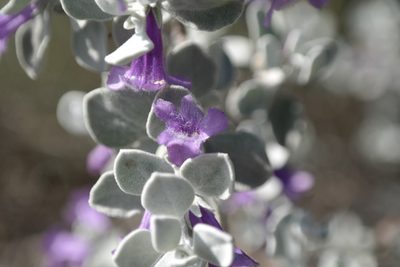 Leucophyllum ambiguum, photographed by Leonardo O. Alvarado Cárdenas