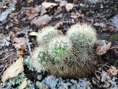Mammillaria densispina, photographed by Oscar Alejandro Morales Juárez
