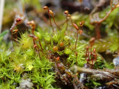 Fissidens incurvus, photographed by George Greiff