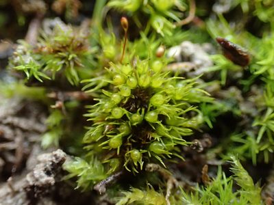 Weissia angustifolia, photographed by George Greiff
