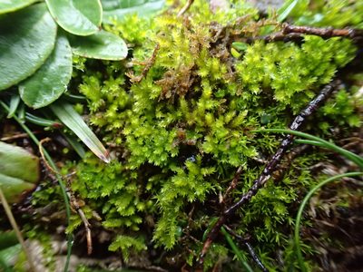 Scorpiurium circinatum, photographed by George Greiff