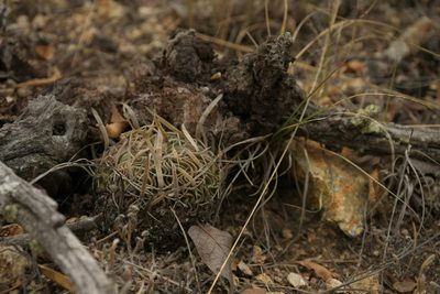 Stenocactus phyllacanthus, photographed by Diana Fuentes