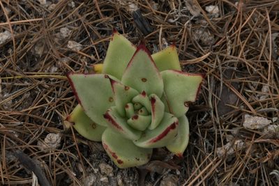 Echeveria agavoides, photographed by Diana Fuentes