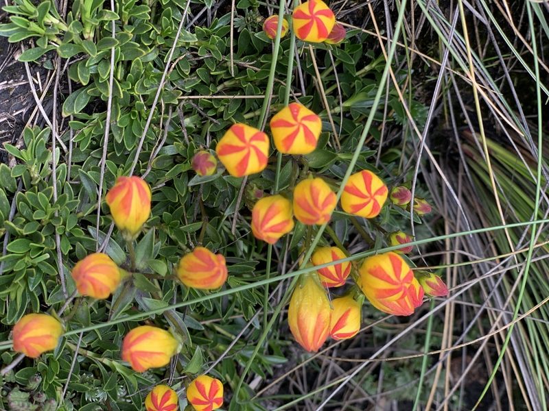 Gentianella hirculus, photographed by Diego F. Cisneros-Heredia