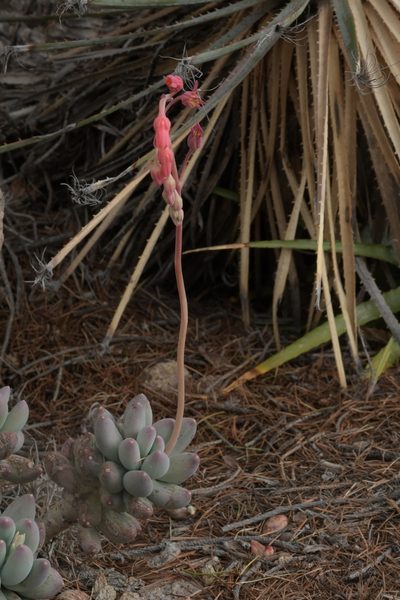 Pachyphytum hookeri, photographed by Diana Fuentes