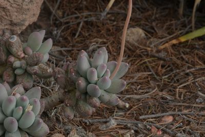 Pachyphytum hookeri, photographed by Diana Fuentes